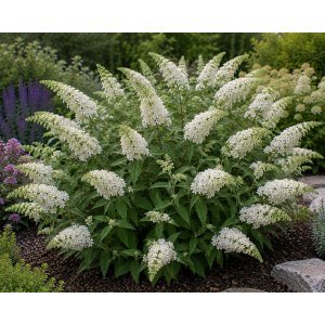 Budleja Dávidova (Buddleja Davidii) 'LITTLE WHITE BUTTERFLY CANDY'® - výška 10-20 cm, kont. C2L